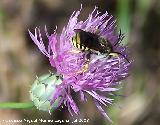 Avispa del bosque - Dolichovespula sylvestris. Segura