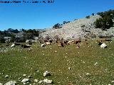 Campos de Hernn Perea. Ganado