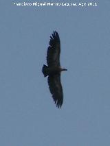 Pjaro Buitre leonado - Gyps fulvus. El Calarico - Santiago Pontones