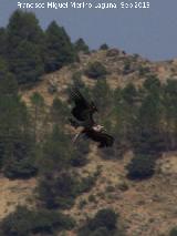 Pjaro Buitre leonado - Gyps fulvus. El Chorro - Quesada