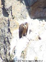 Pjaro Buitre leonado - Gyps fulvus. El Chorro - Quesada