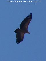 Pjaro Buitre leonado - Gyps fulvus. El Chorro - Quesada