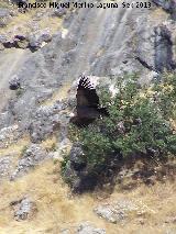 Pjaro Buitre leonado - Gyps fulvus. El Chorro - Quesada