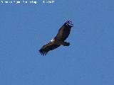 Pjaro Buitre leonado - Gyps fulvus. El Chorro - Quesada