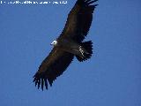 Pjaro Buitre leonado - Gyps fulvus. El Chorro - Quesada