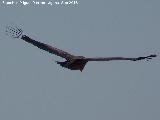 Pjaro Buitre leonado - Gyps fulvus. El Chorro - Quesada