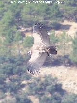 Pjaro Buitre leonado - Gyps fulvus. El Chorro - Quesada