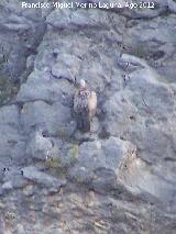 Pjaro Buitre leonado - Gyps fulvus. Pantano de La Vieja. Santiago Pontones