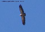 Pjaro Buitre leonado - Gyps fulvus. Cazorla