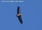 Pjaro Buitre leonado - Gyps fulvus. Santiago Pontones