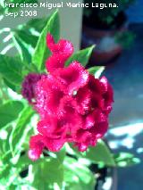 Cresta de gallo - Celosia argentea var. cristata. Navas de San Juan