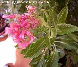 Cresta de gallo - Celosia argentea var. cristata. Los Villares