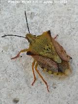 Chinche del cuero - Carpocoris purpureipennis. Los Villares