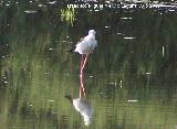 Pjaro Cigeuela - Himantopus himantopus. Santa Pola