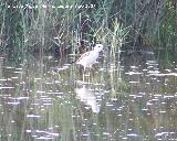 Pjaro Cigeuela - Himantopus himantopus. Santa Pola