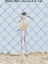 Pjaro Cigeuela - Himantopus himantopus. Torre Bermeja - Jan