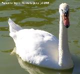 Pjaro Cisne - Cygnus olor. Benalmdena