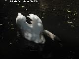 Pjaro Cisne - Cygnus olor. Zoo de Crdoba