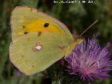 Mariposa Colia - Colias crocea. Giribaile - Vilches