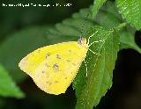 Mariposa Colia - Colias crocea. Granada