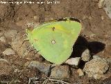 Mariposa Colia - Colias crocea. Puntal de la Misa (Santiago Pontones)