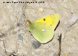 Mariposa Colia - Colias crocea. Gorafe