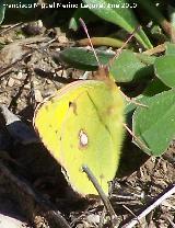 Mariposa Colia - Colias crocea. Otiar - Jan