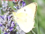 Mariposa Colia - Colias crocea. Las Castaetas - Villacarrillo