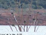 Pjaro Cormorn - Phalacrocorax carbo. Pantano de Giribaile - beda