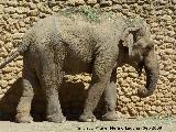 Elefante asitico - Elephas maximus. Crdoba