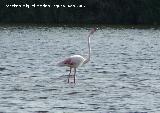 Pjaro Flamenco - Phoenicopteus ruber. Santa Pola