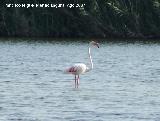 Pjaro Flamenco - Phoenicopteus ruber. Santa Pola