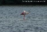 Pjaro Flamenco - Phoenicopteus ruber. Santa Pola