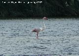 Pjaro Flamenco - Phoenicopteus ruber. Santa Pola