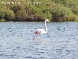 Pjaro Flamenco - Phoenicopteus ruber. Santa Pola