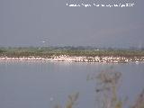 Pjaro Flamenco - Phoenicopteus ruber. Santa Pola