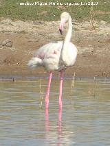 Pjaro Flamenco - Phoenicopteus ruber. Laguna Dulce - Campillos