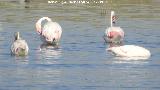 Pjaro Flamenco - Phoenicopteus ruber. Laguna Dulce - Campillos