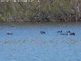 Pjaro Focha - Fulica atra. Zampullndose. Laguna La Charca - Baeza