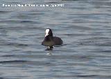 Pjaro Focha - Fulica atra. Santa Pola