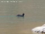 Pjaro Focha - Fulica atra. La Beata - Valdepeas