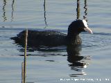 Pjaro Focha - Fulica atra. Laguna Dulce - Campillos