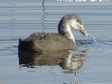 Pjaro Focha - Fulica atra. Pollo. Laguna Dulce - Campillos