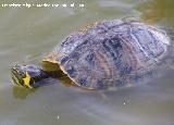 Galpago de Florida - Trachemys scripta. Benalmdena