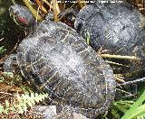 Galpago de Florida - Trachemys scripta. Parque de las Ciencias - Granada