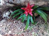 Cerro Cao Quebrado. Guzmania estrella escarlata puesta en una grieta de una roca