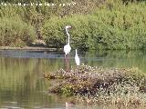 Pjaro Garceta - Egretta garzetta. Santa Pola