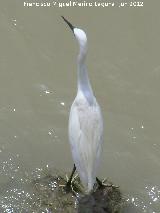 Pjaro Garceta - Egretta garzetta. Sotos de la Albolafia - Crdoba