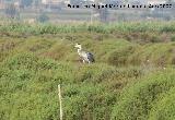 Pjaro Garza real - Ardea cinerea. Santa Pola