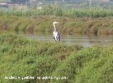 Pjaro Garza real - Ardea cinerea. Santa Pola